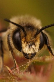 Buzz Bee