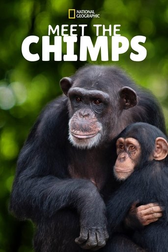 Rencontre avec les Chimpanzés